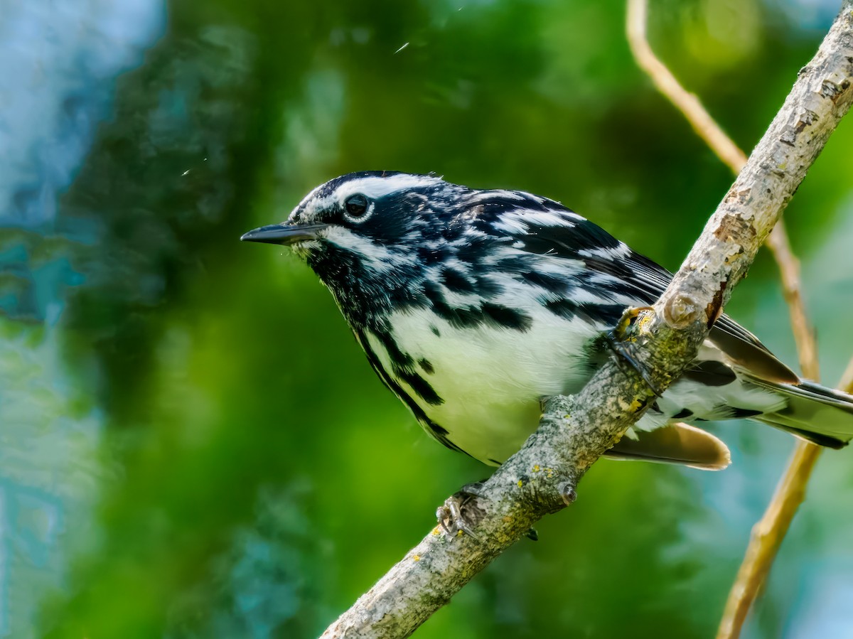 Black-and-white Warbler - ML620909956