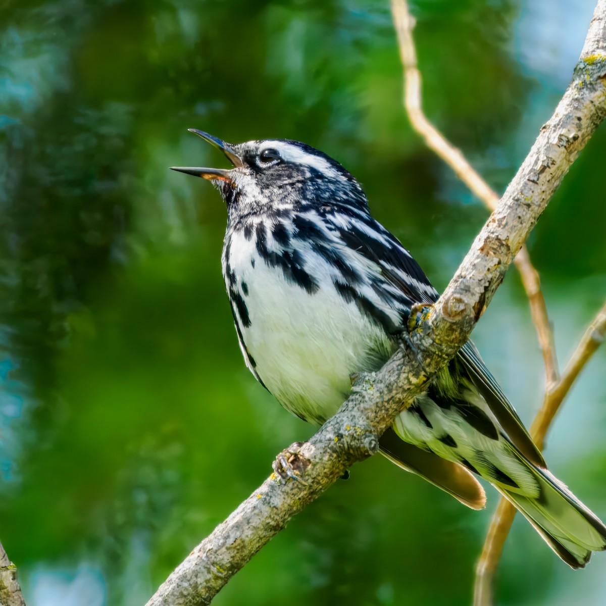 Black-and-white Warbler - ML620909957