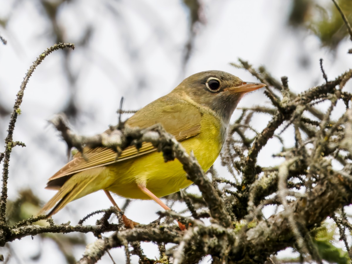 Connecticut Warbler - ML620909958