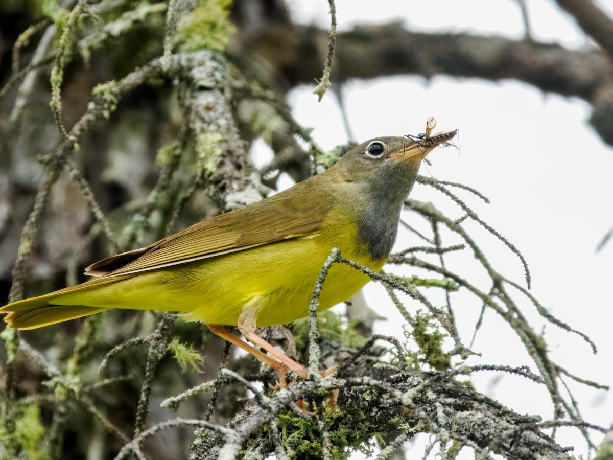 Connecticut Warbler - ML620909959