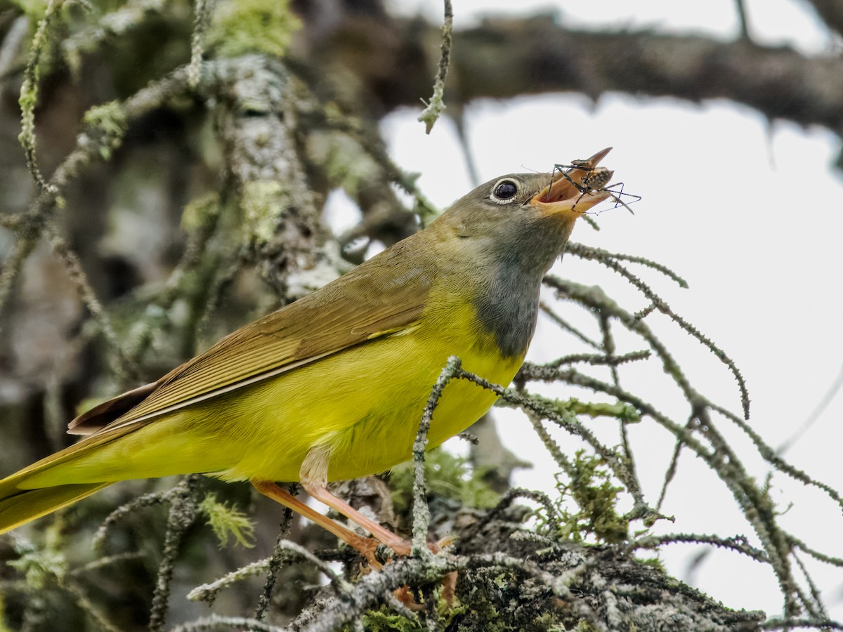 Connecticut Warbler - ML620909960