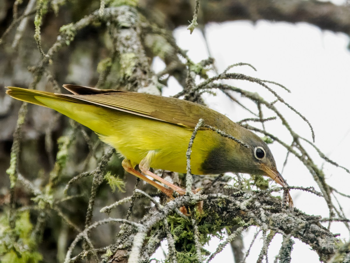 Connecticut Warbler - ML620909961