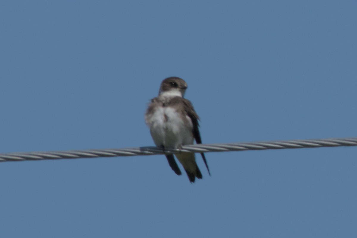 Bank Swallow - ML620909962