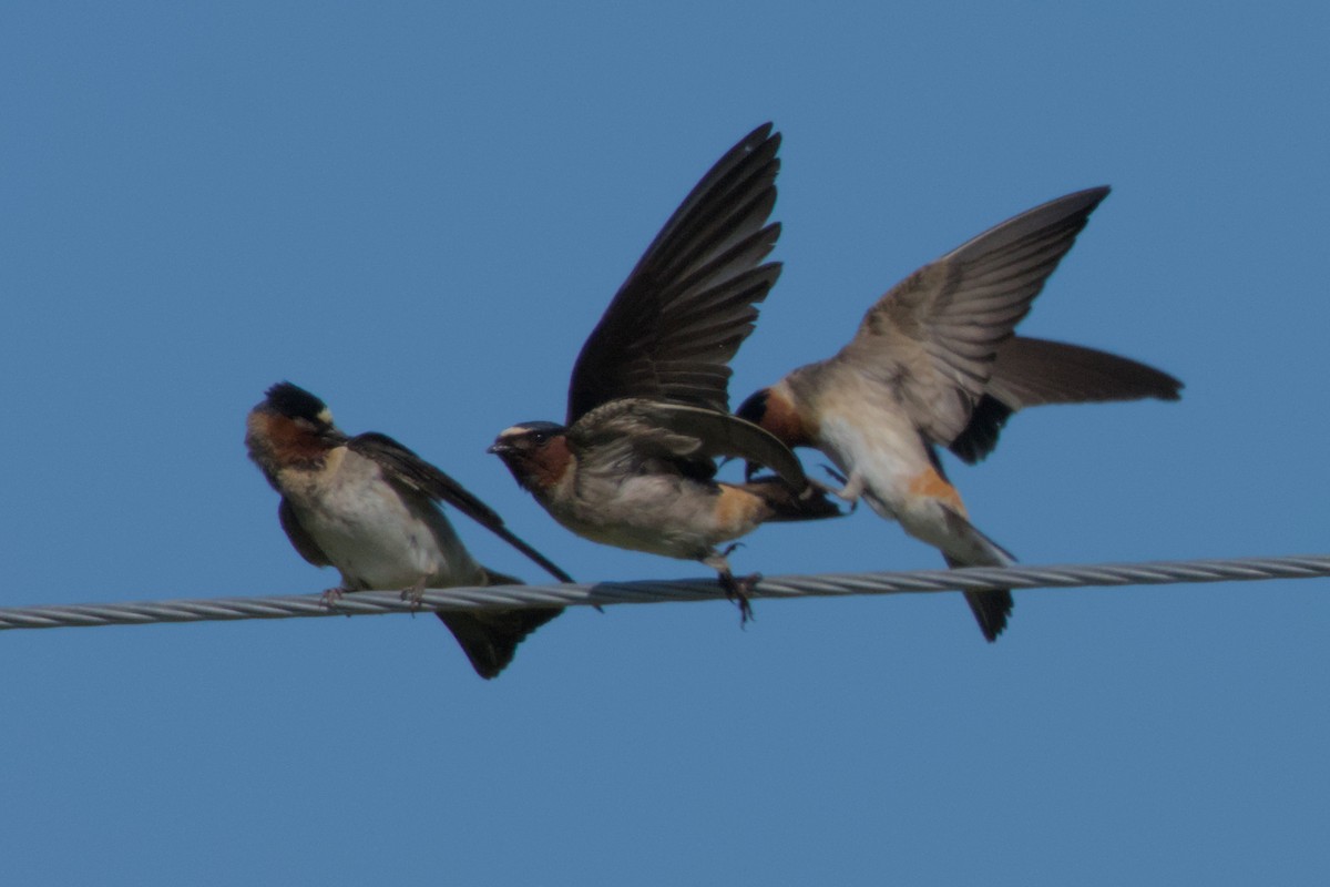 Cliff Swallow - ML620909964