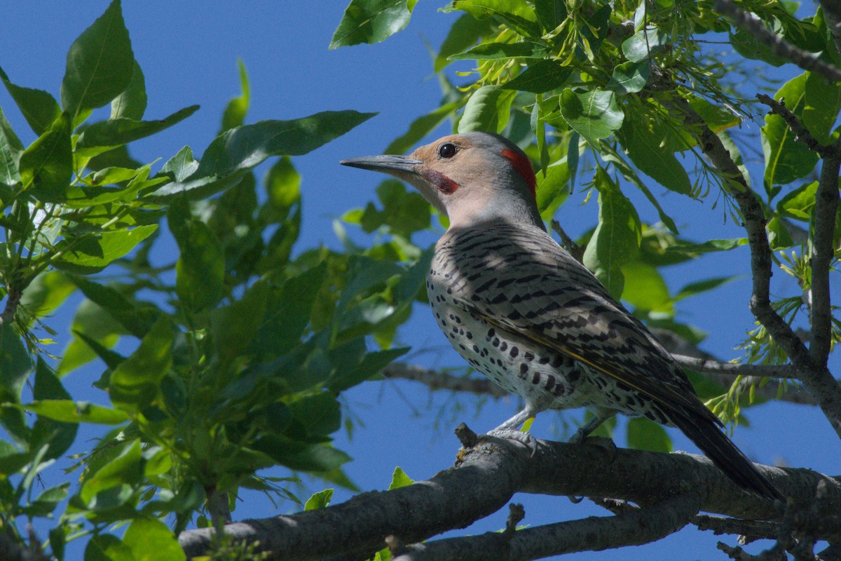 Northern Flicker - ML620909966