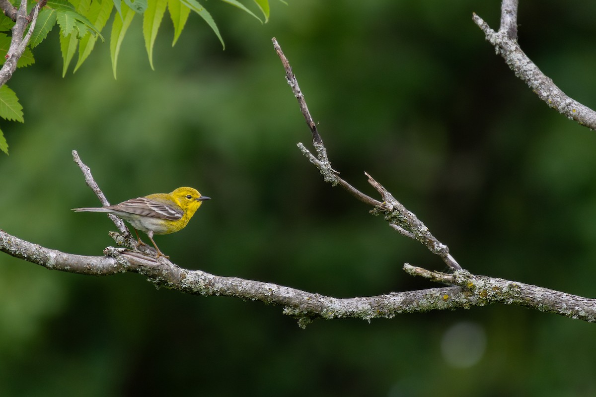 Pine Warbler - ML620909969