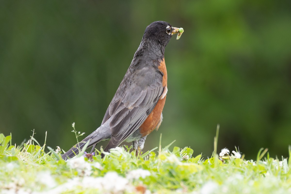 American Robin - John Reynolds