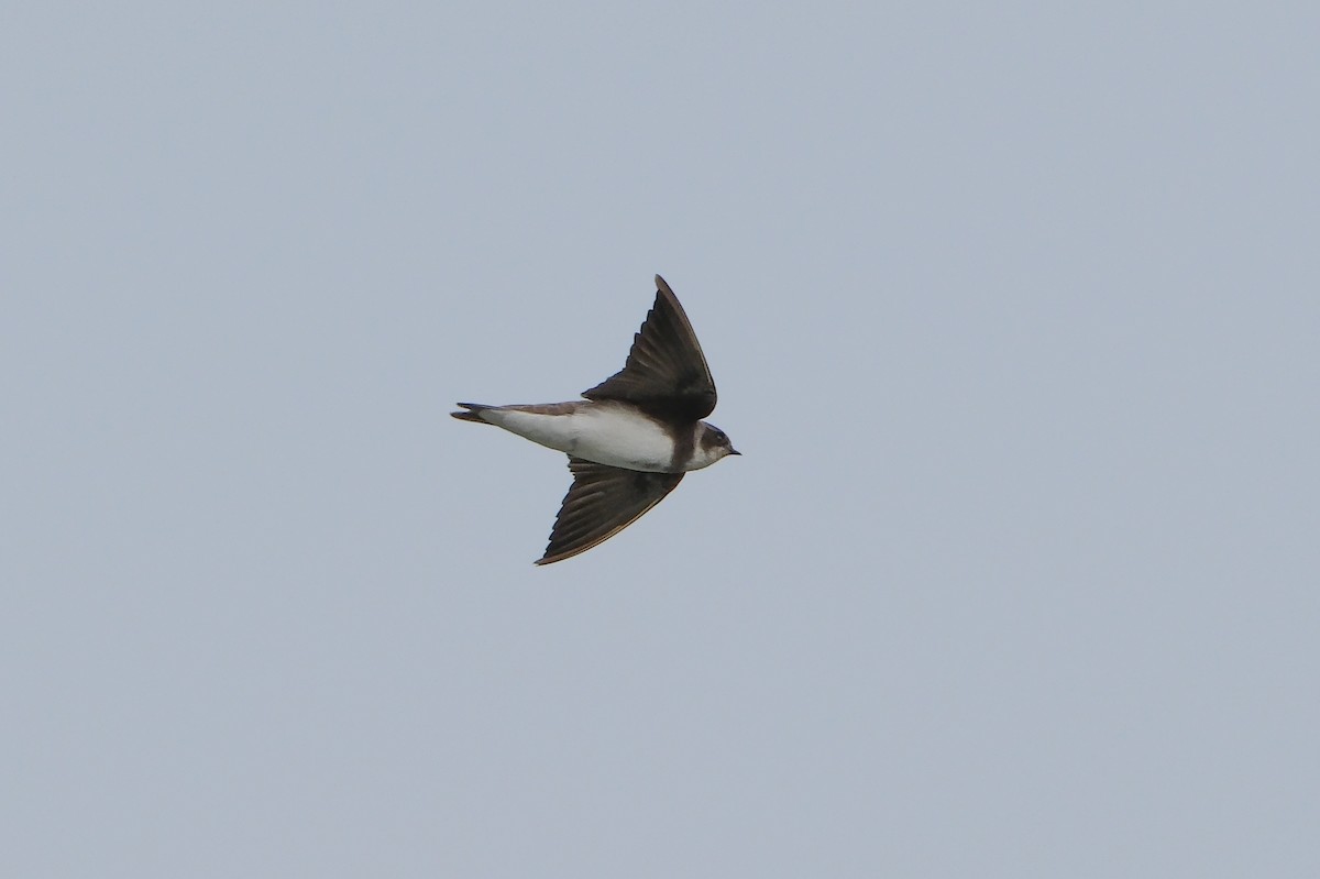 Bank Swallow - ML620909975