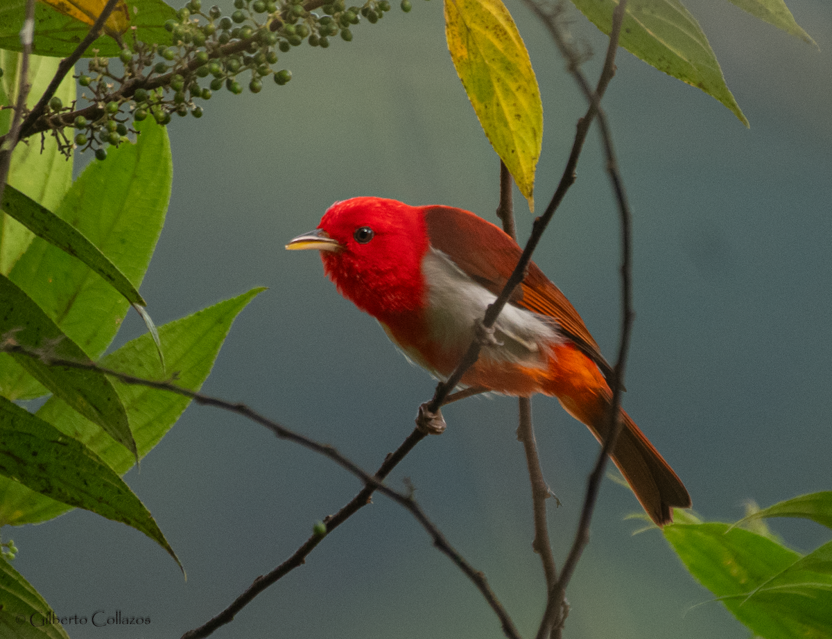 Scarlet-and-white Tanager - ML620909978