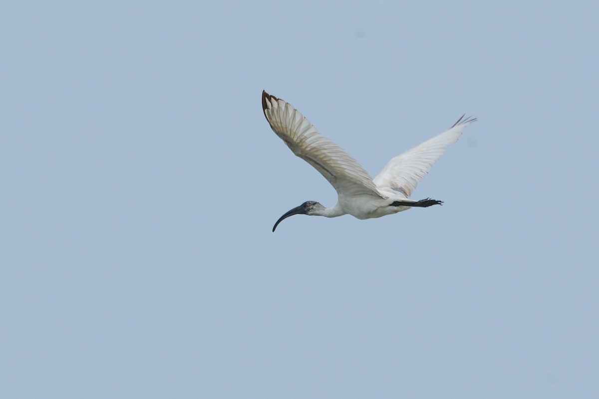 Black-headed Ibis - ML620909982