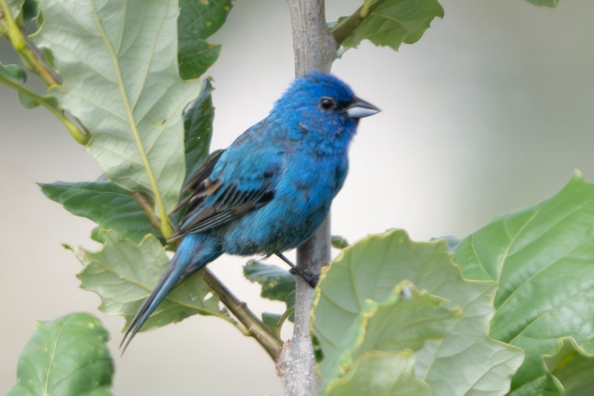 Indigo Bunting - Nadine Bluemel