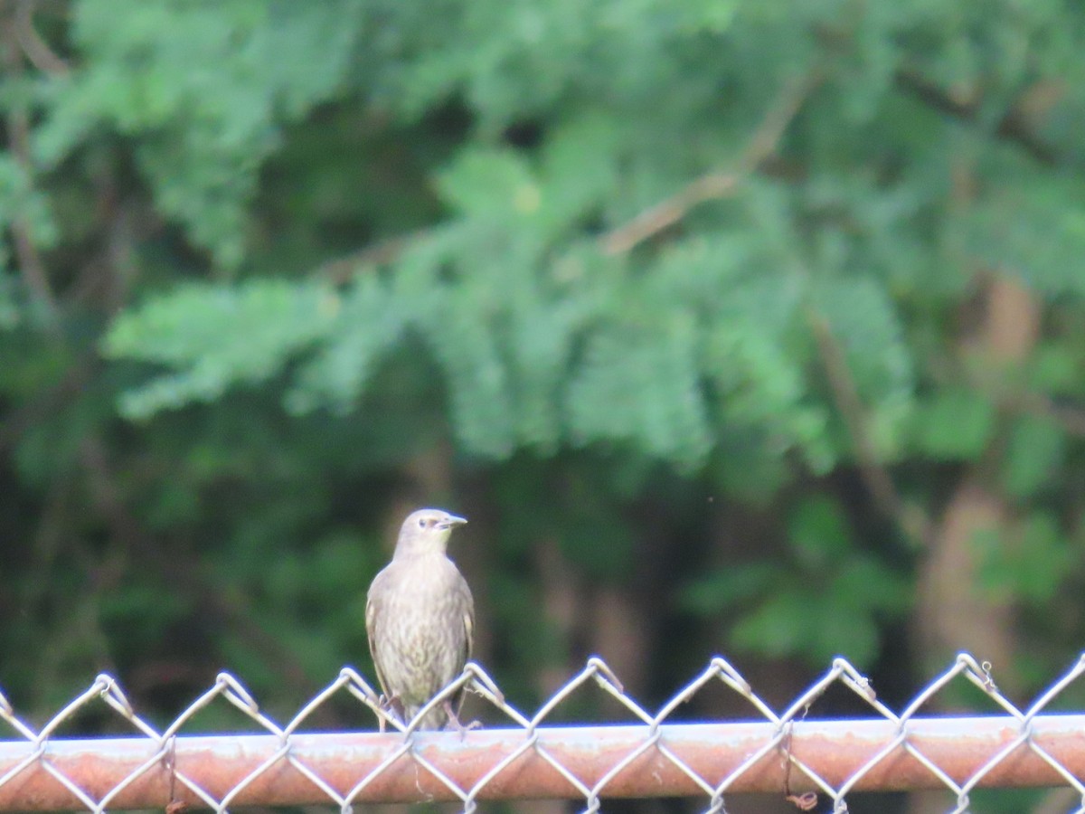 European Starling - ML620909986