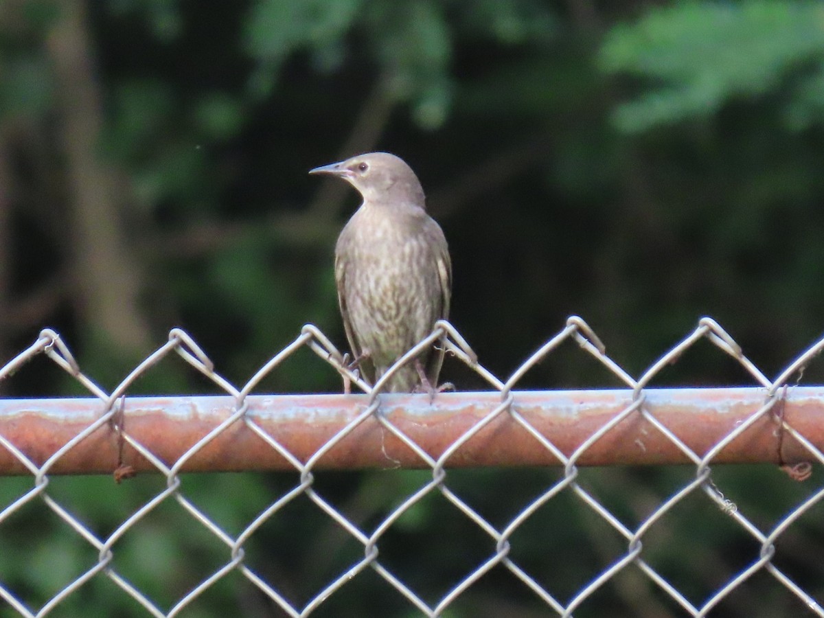 European Starling - Ericka Albright