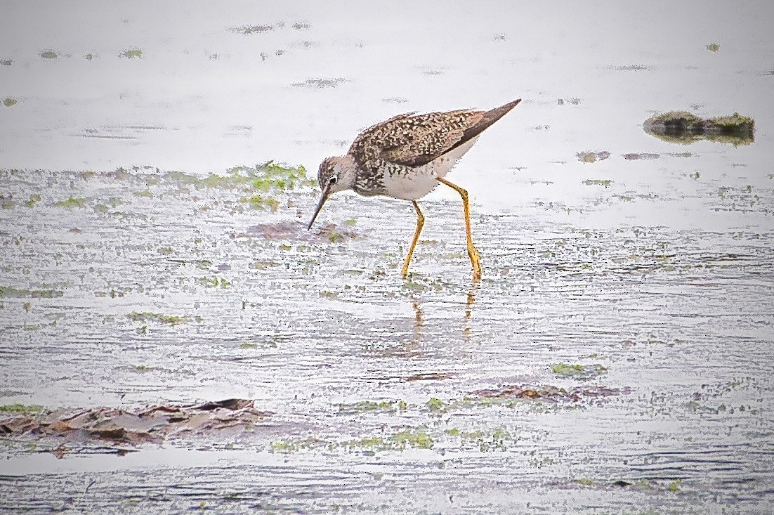 Lesser Yellowlegs - ML620909990