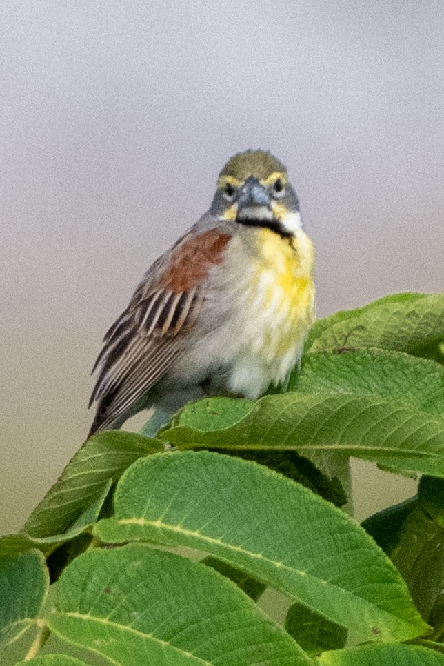 Dickcissel - ML620909991