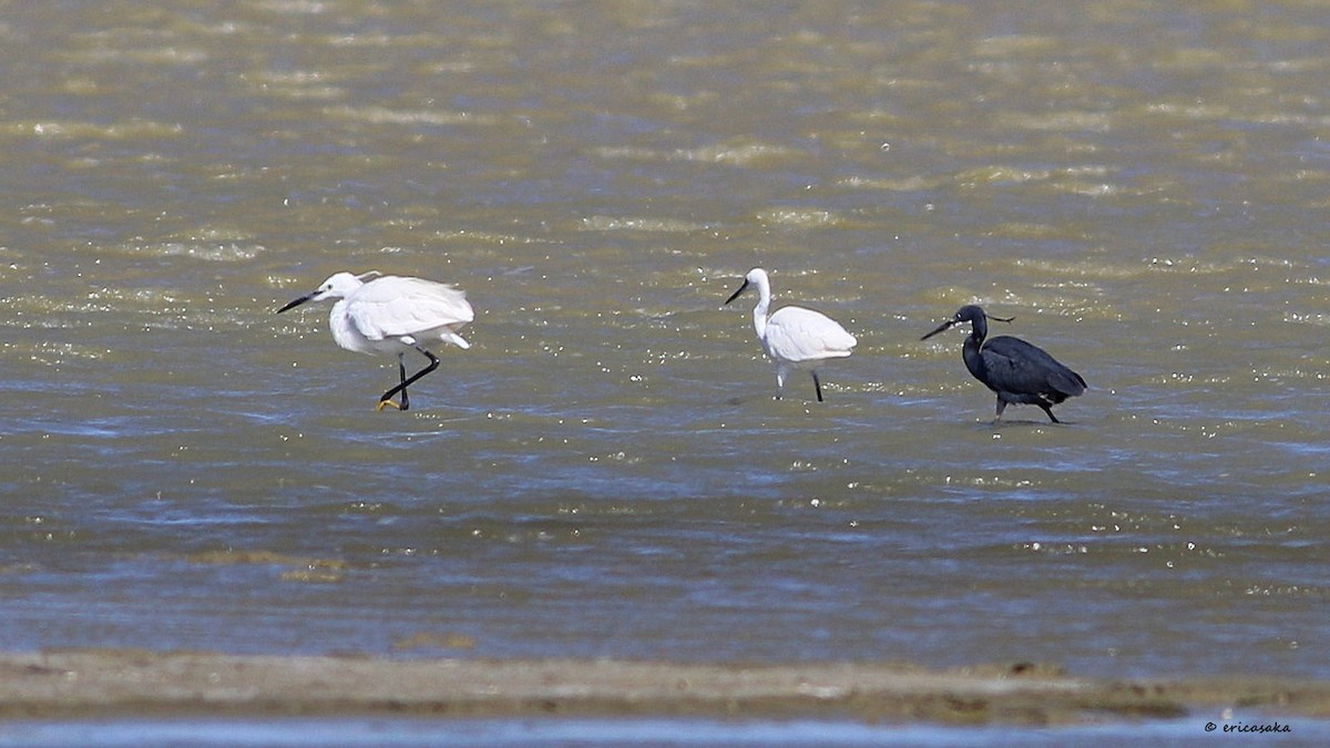 Western Reef-Heron - Nermin Aydın