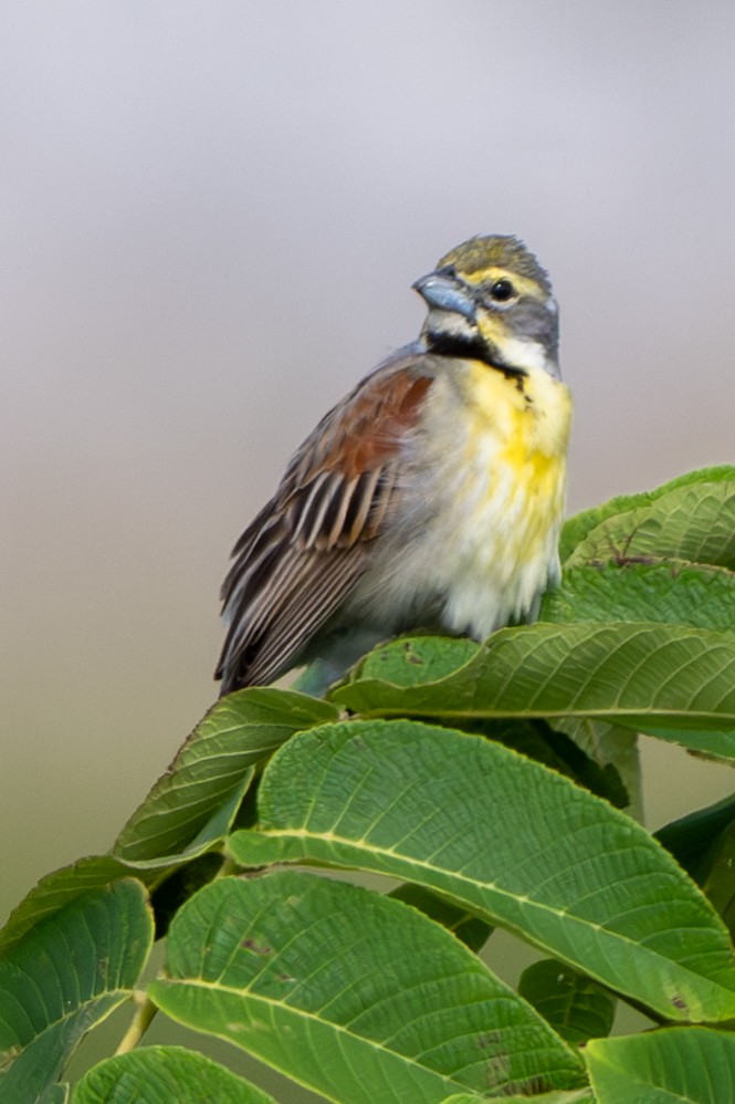 Dickcissel - ML620909995