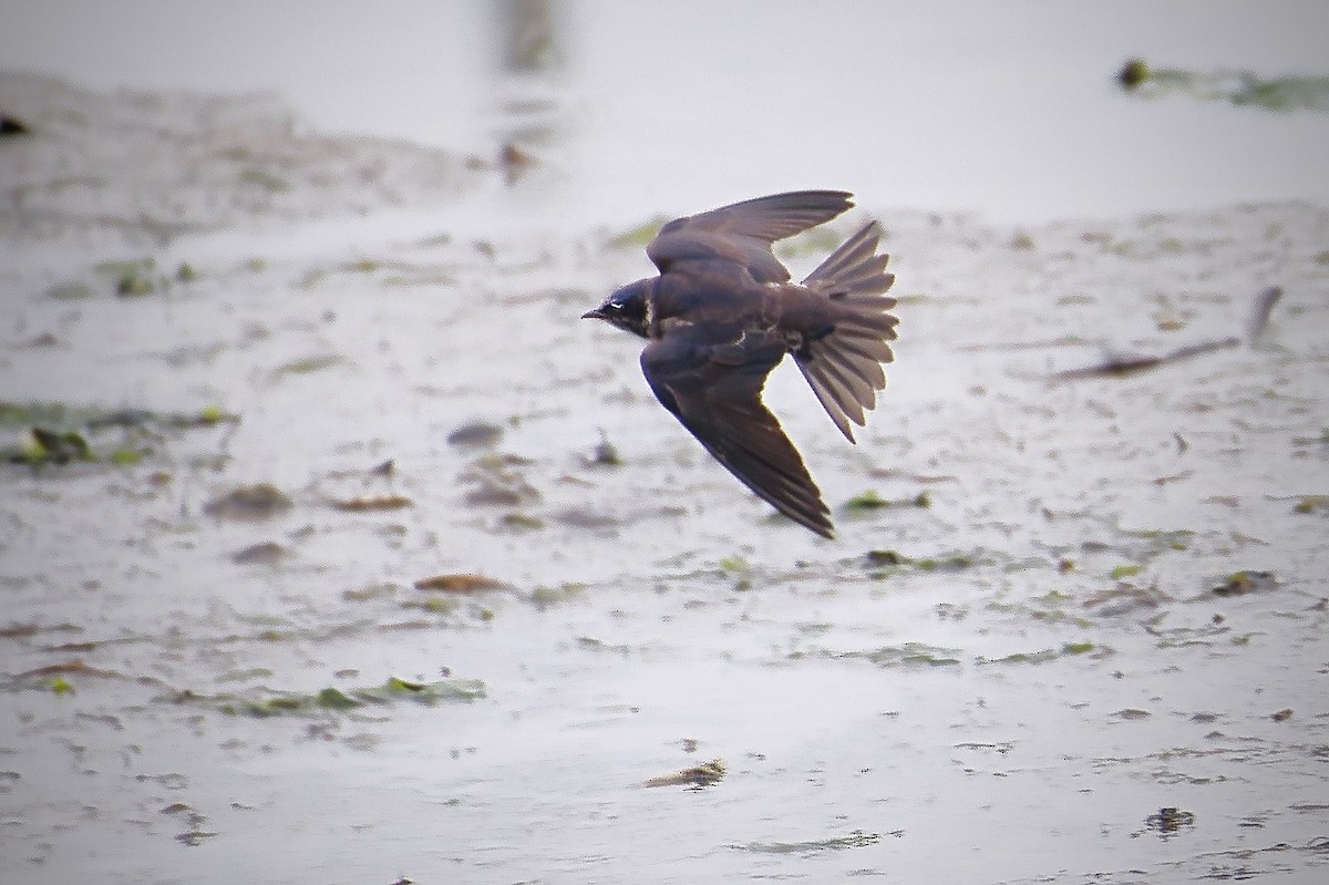 Purple Martin - ML620909997