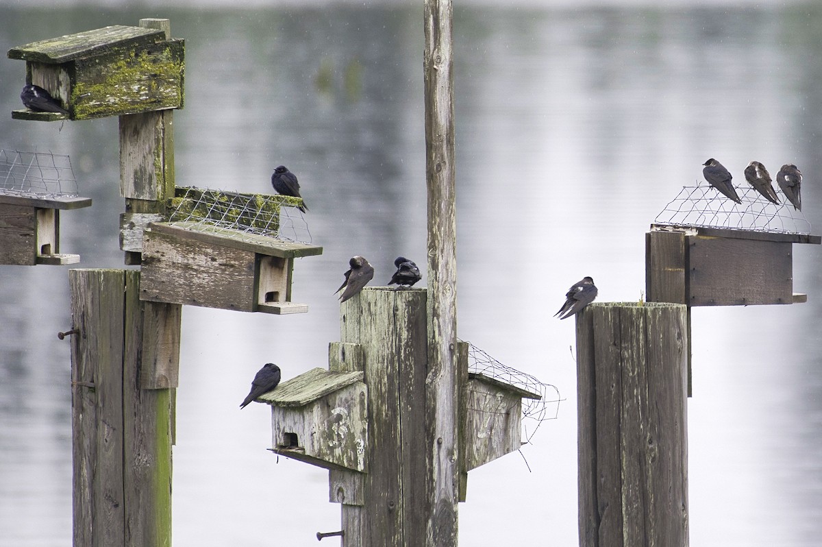 Purple Martin - ML620909998