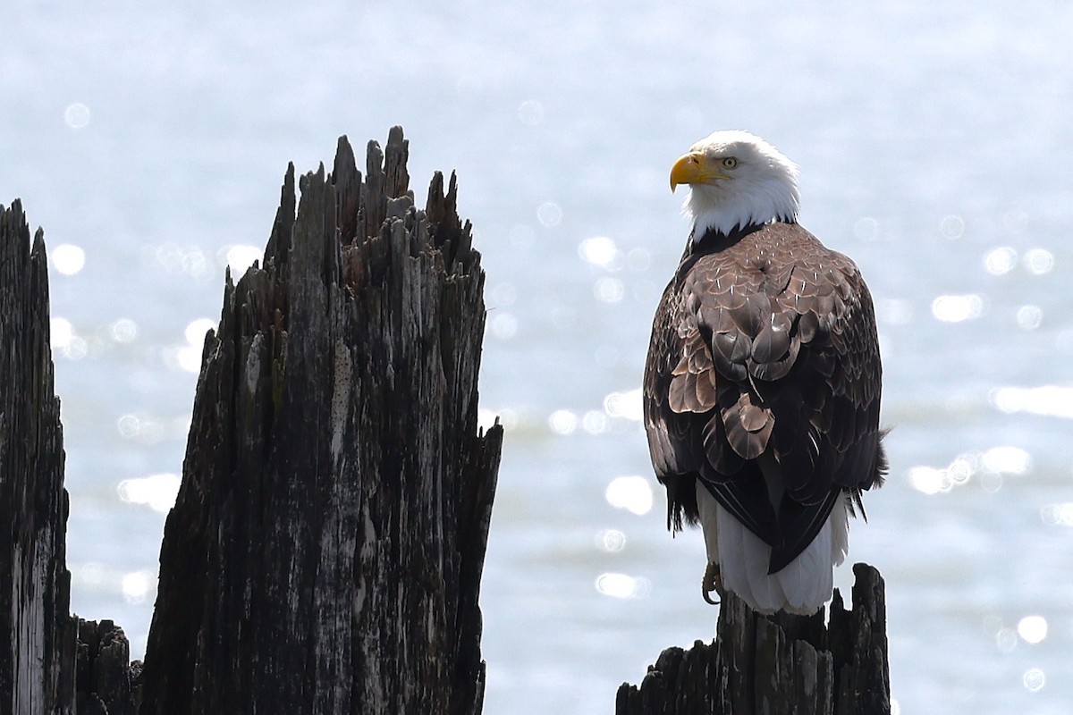 Bald Eagle - JOEL STEPHENS