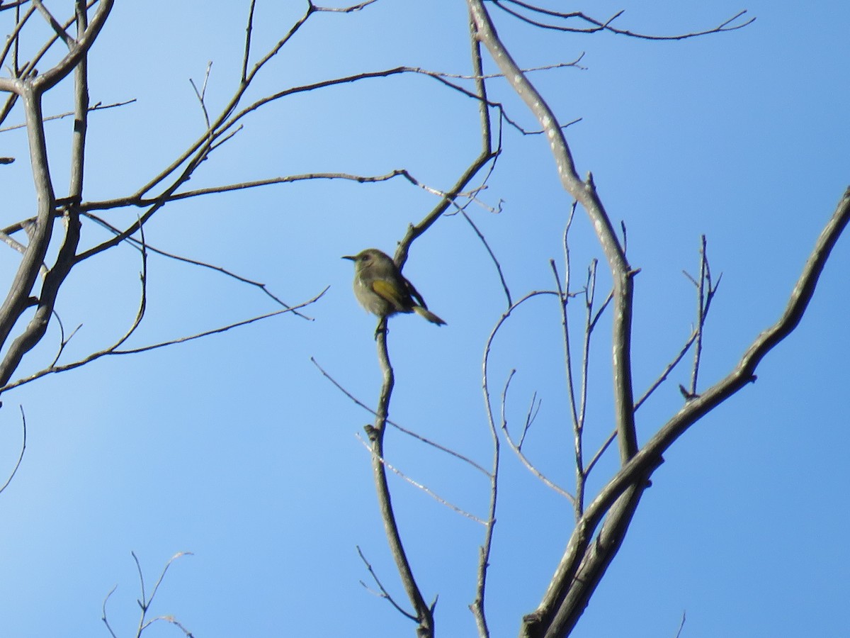 Fuscous Honeyeater - ML620910001