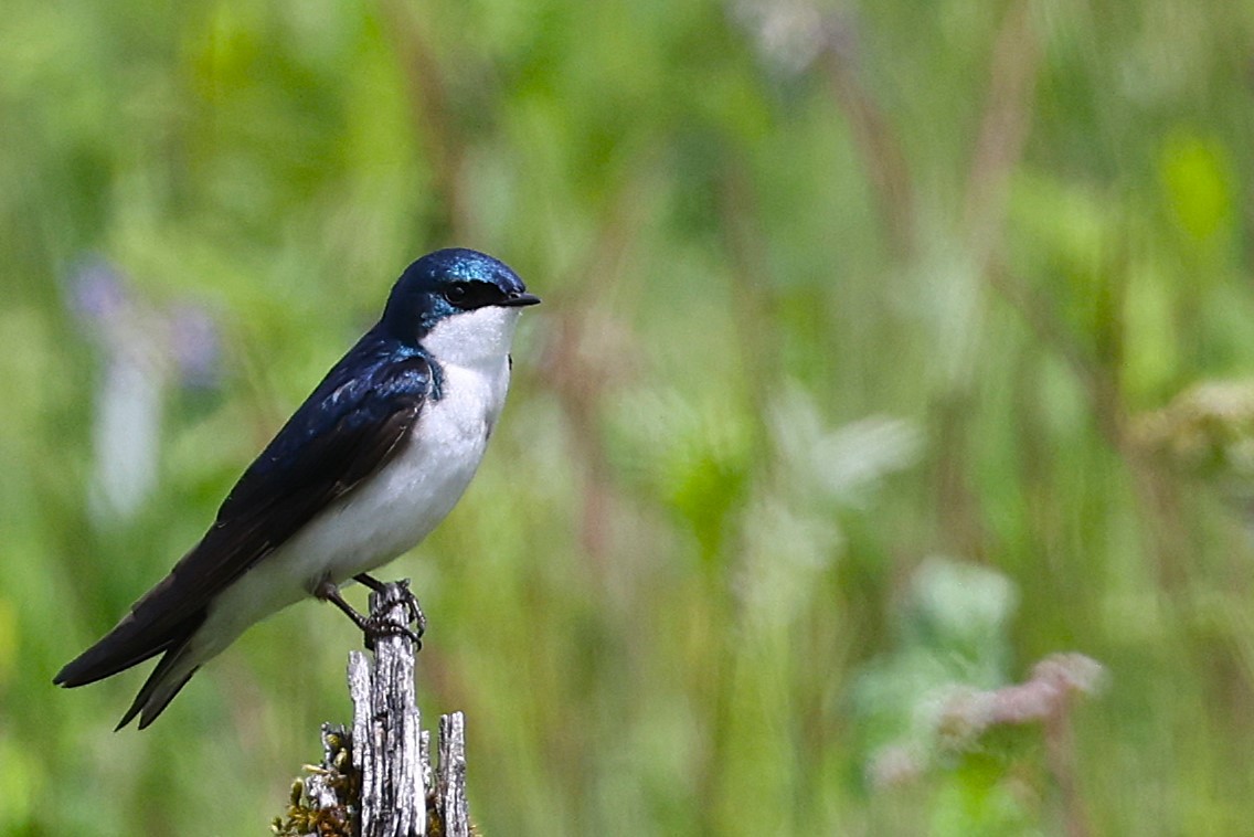 Tree Swallow - ML620910002