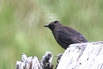 Rusty Blackbird - ML620910004