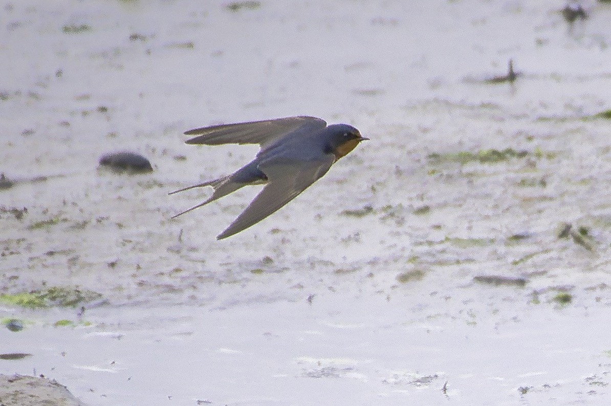 Barn Swallow - ML620910005