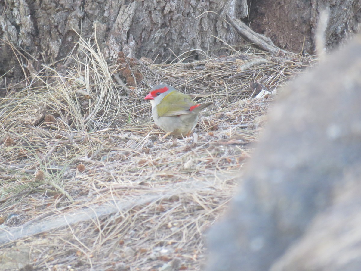 Red-browed Firetail - ML620910006
