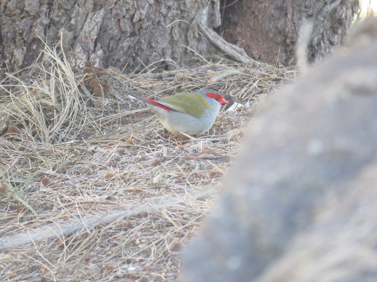 Red-browed Firetail - ML620910007