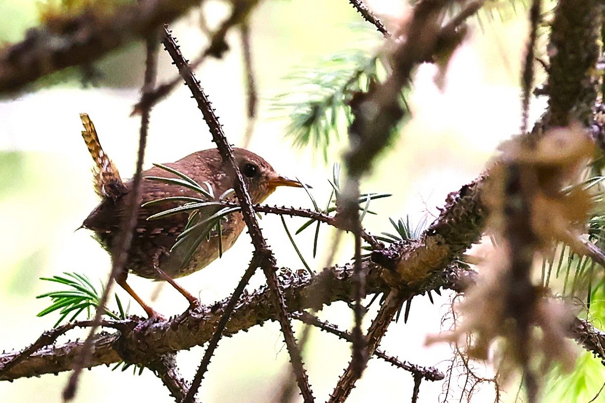 Pacific Wren - ML620910009