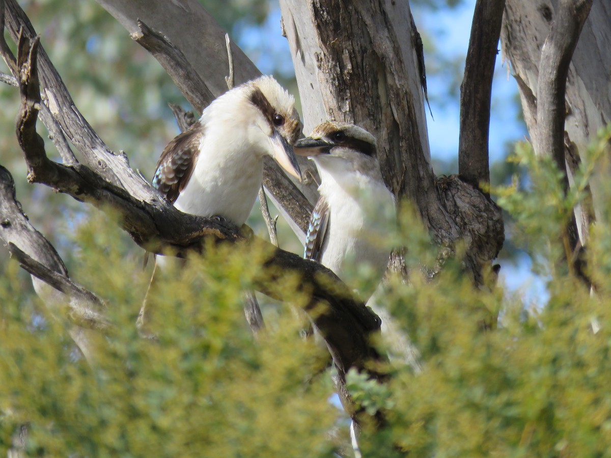 Laughing Kookaburra - ML620910011