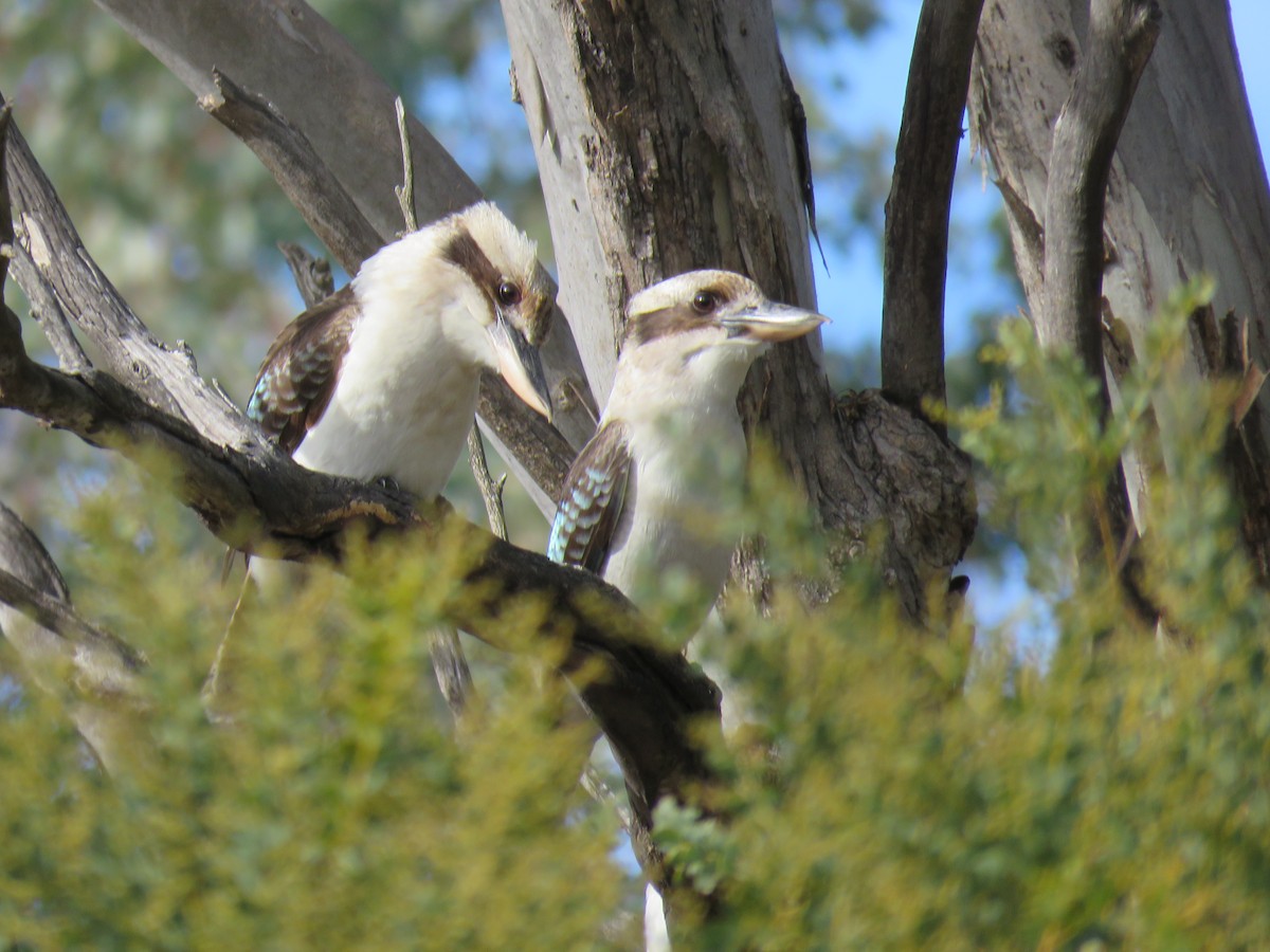 Laughing Kookaburra - ML620910012