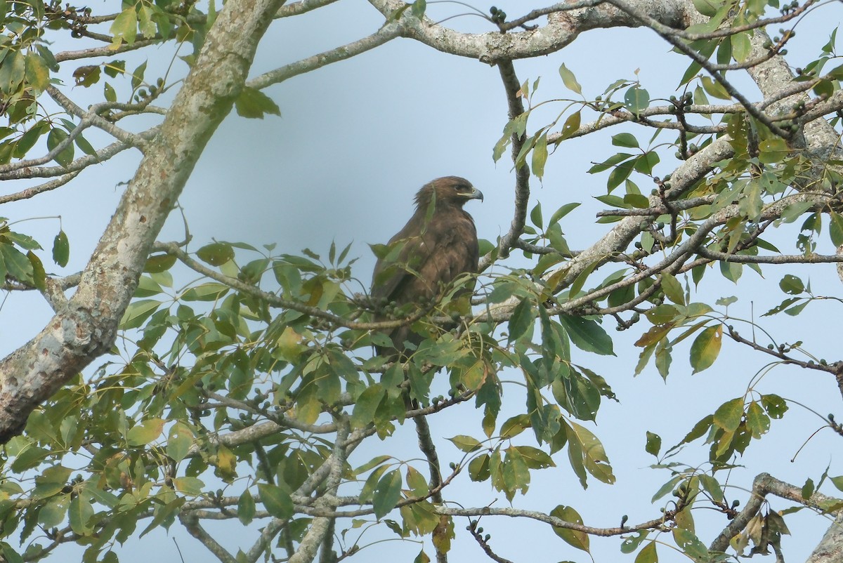 Бор бүргэд - ML620910016