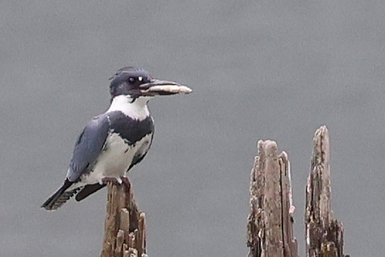 Belted Kingfisher - ML620910017