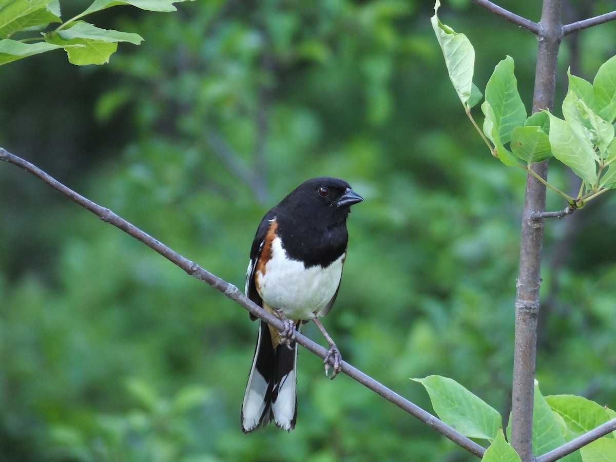 Eastern Towhee - ML620910019