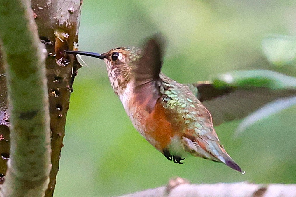 Rufous Hummingbird - JOEL STEPHENS