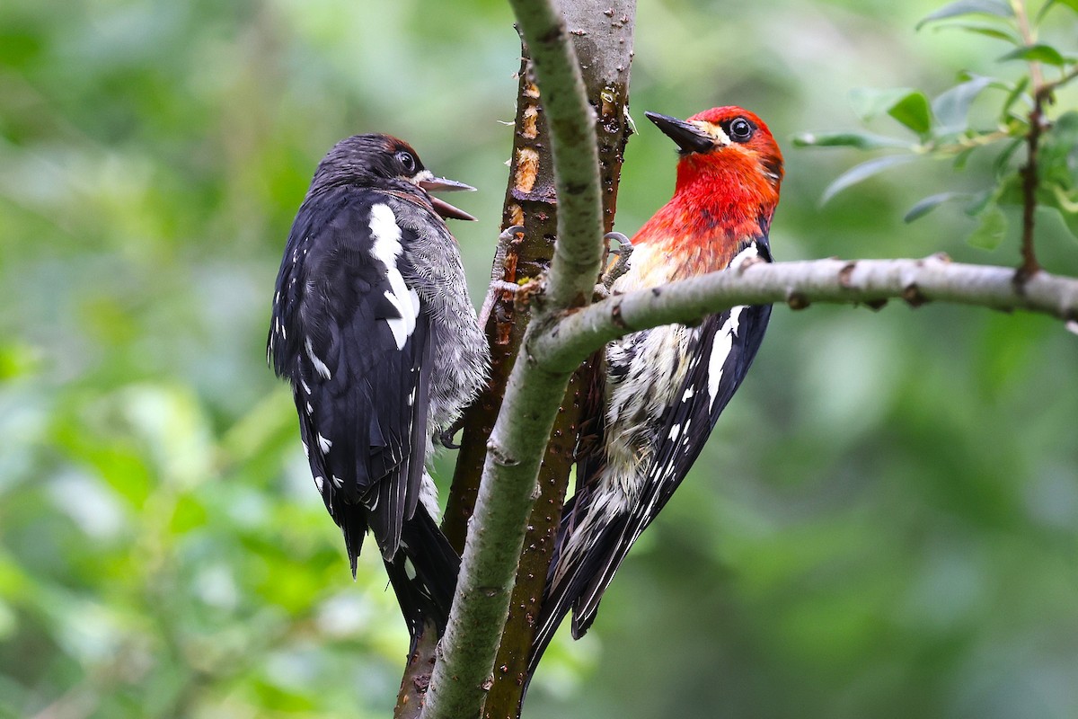 Red-breasted Sapsucker - ML620910029