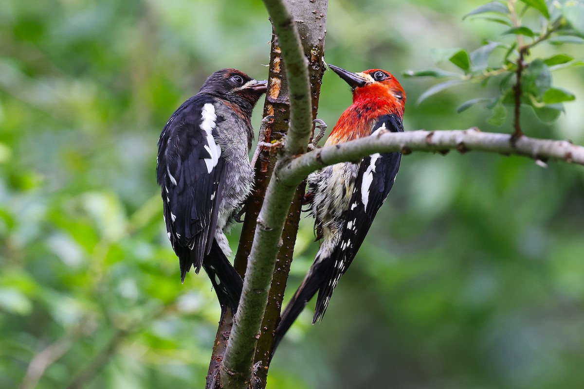 Red-breasted Sapsucker - ML620910030