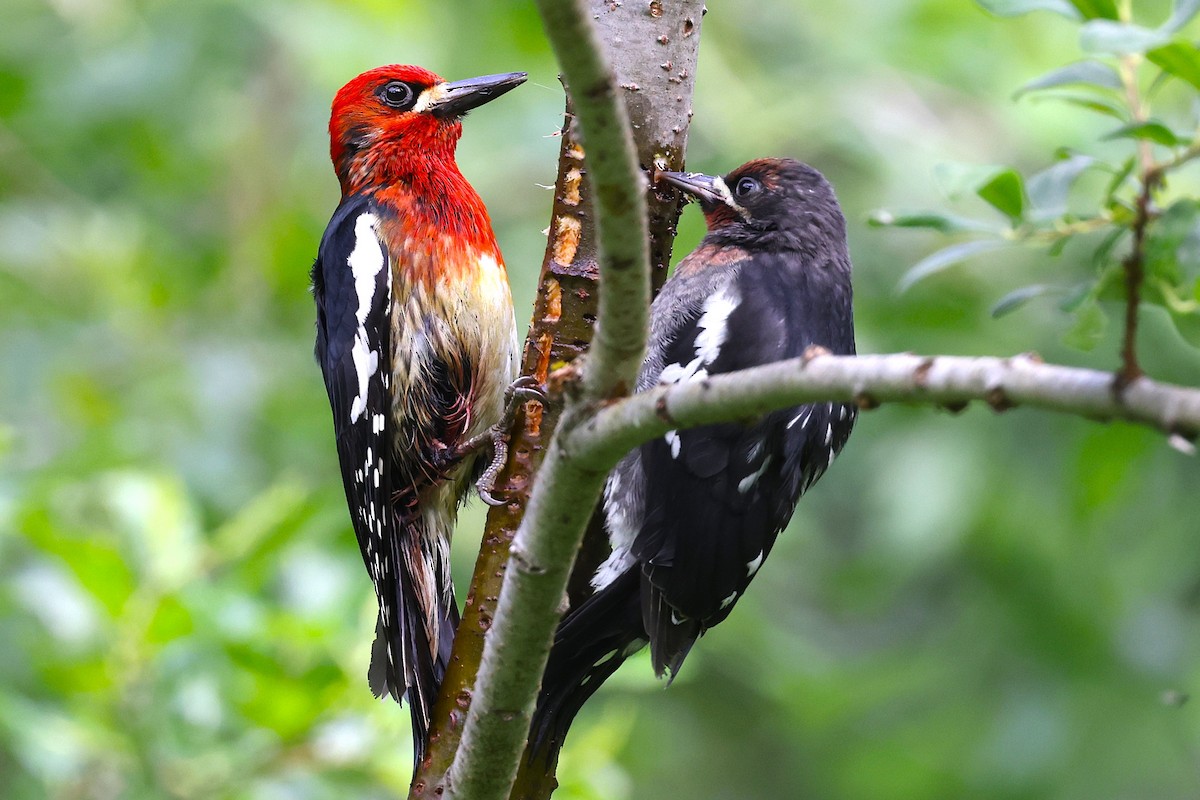 Red-breasted Sapsucker - ML620910031