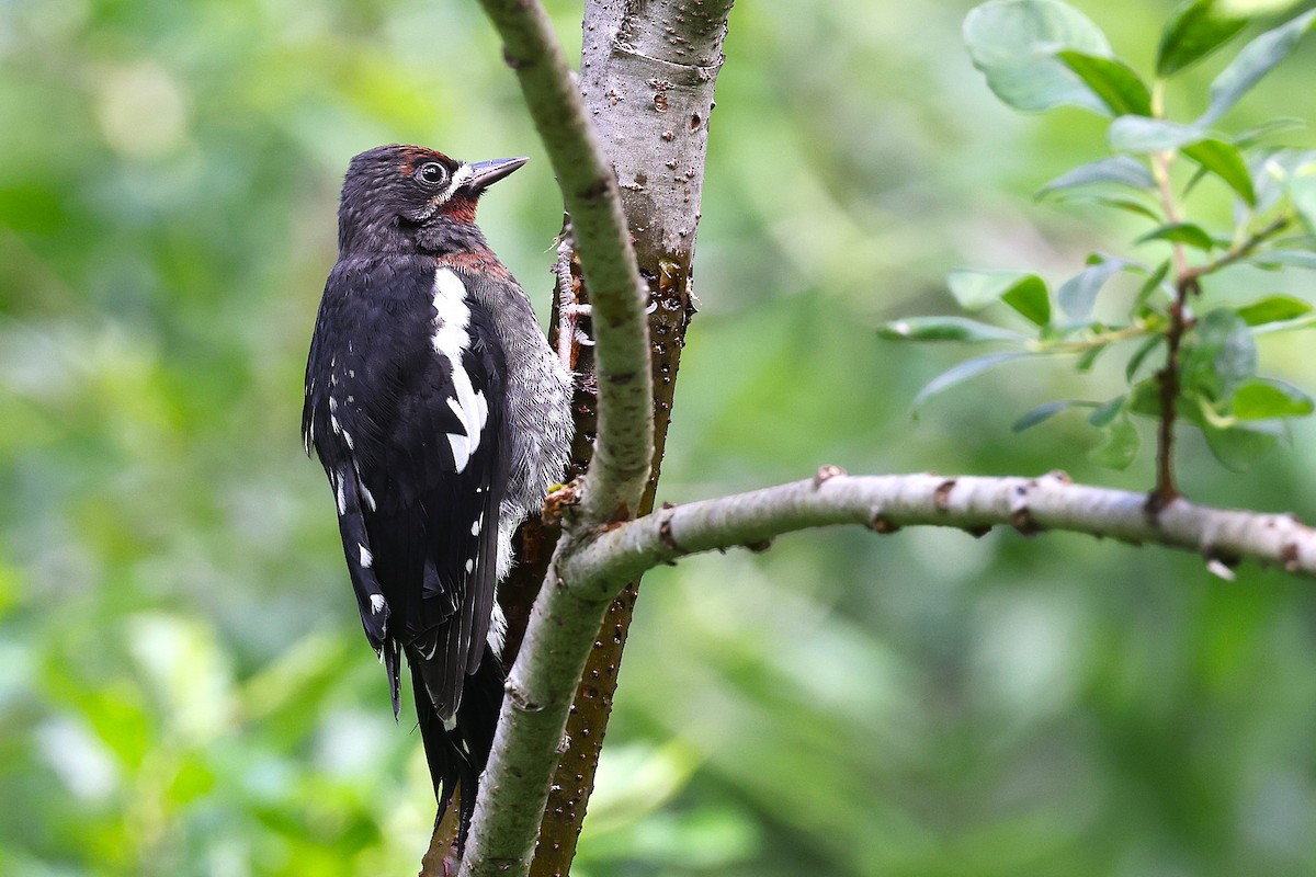 Red-breasted Sapsucker - ML620910032