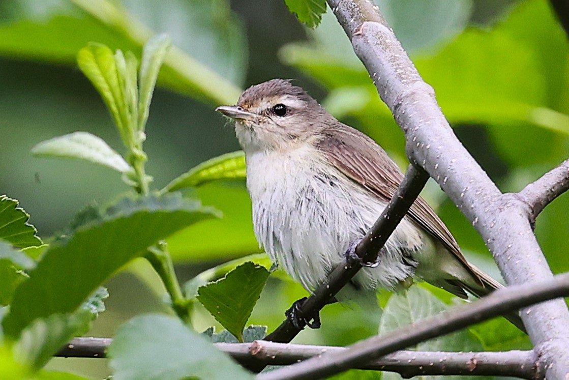 Sängervireo - ML620910034