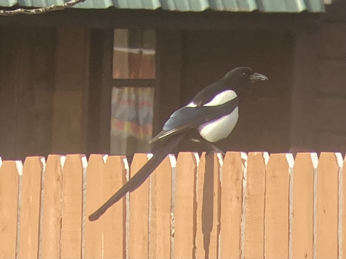 Black-billed Magpie - ML620910040