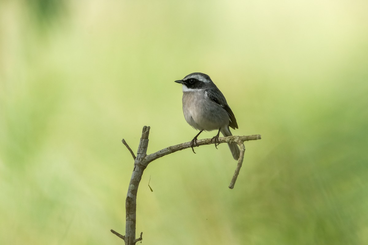 Gray Bushchat - ML620910048