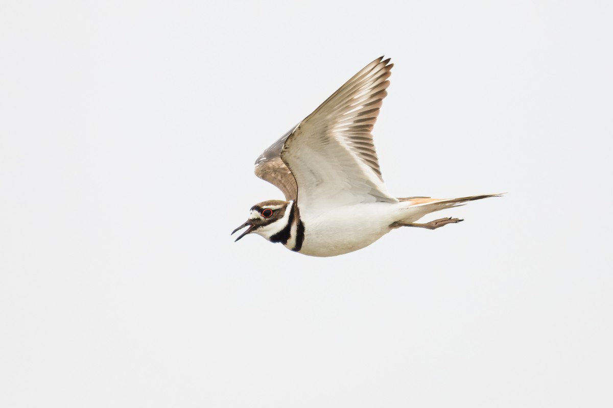 Killdeer - ML620910053