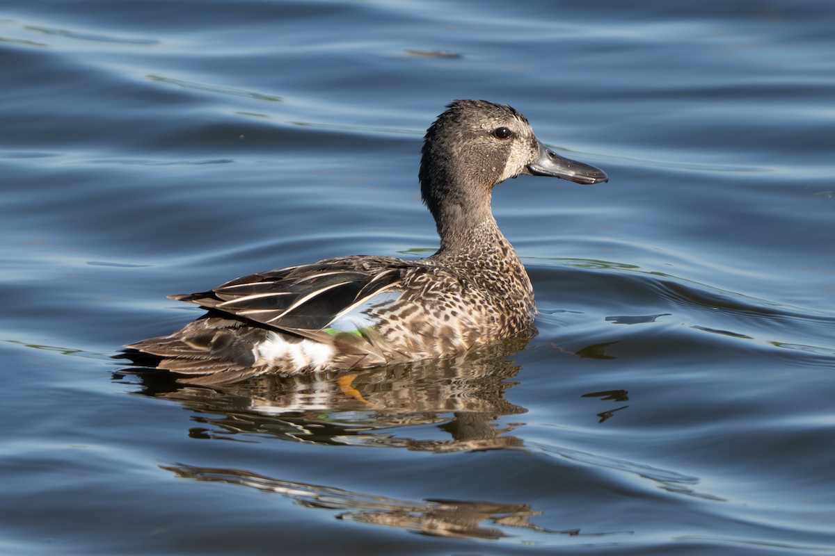 Blue-winged Teal - ML620910056