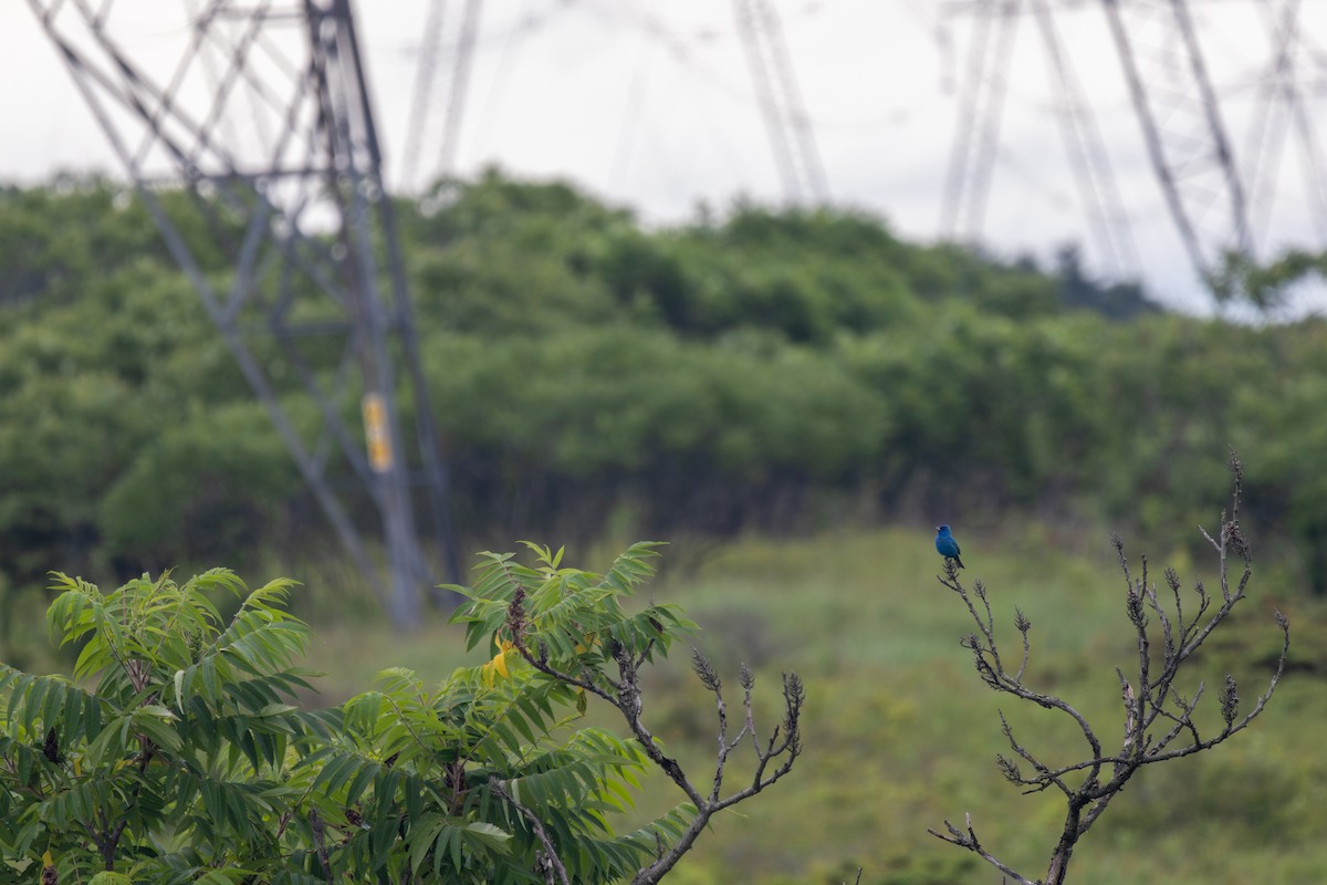 Indigo Bunting - ML620910057