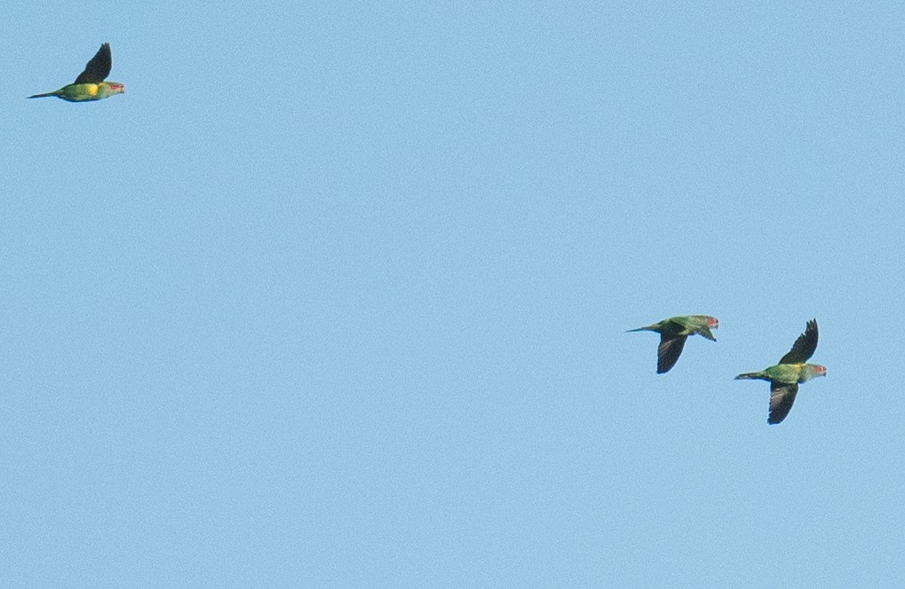 Musk Lorikeet - ML620910062