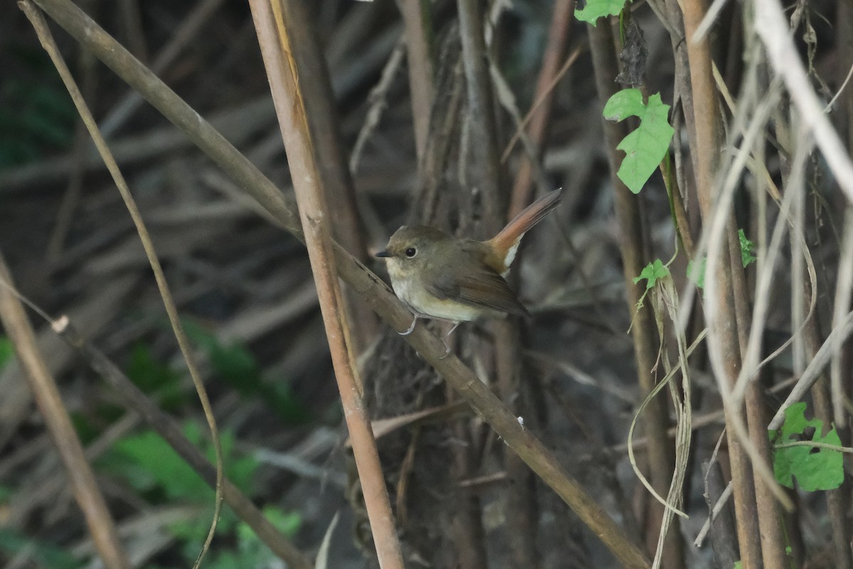 Slaty-blue Flycatcher - ML620910063