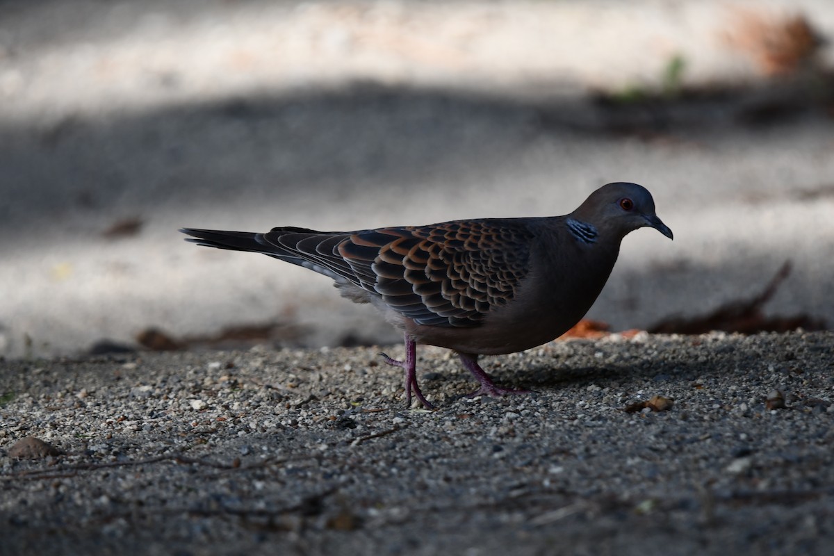 Oriental Turtle-Dove - ML620910068